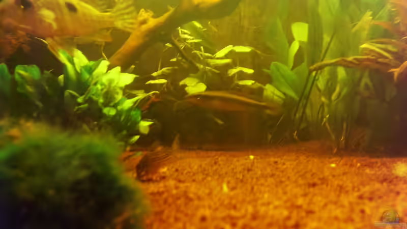 Besatz im Aquarium Teufelsbecken von Seemann (37)