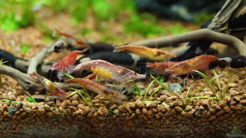 Besatz im Aquarium TEUTO canyon von Guido Seifert (33)