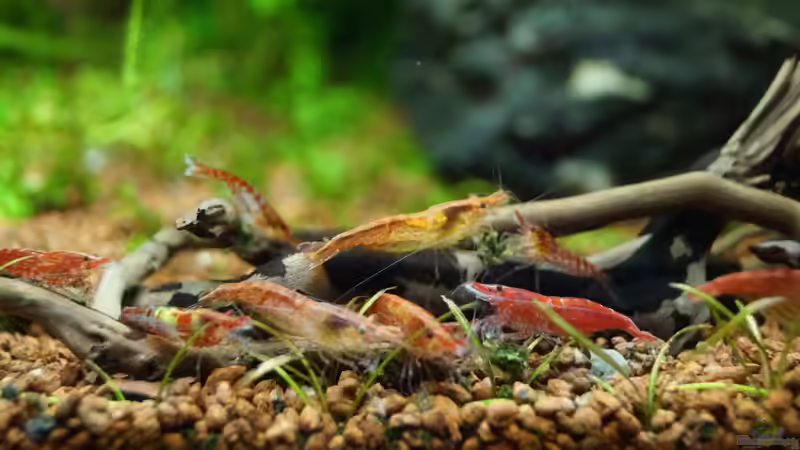 Besatz im Aquarium TEUTO canyon von Guido Seifert (34)