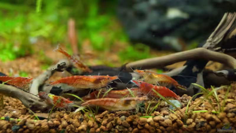 Besatz im Aquarium TEUTO canyon von Guido Seifert (35)