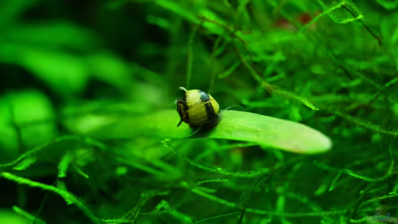 Besatz im Aquarium TEUTO canyon von Guido Seifert (36)