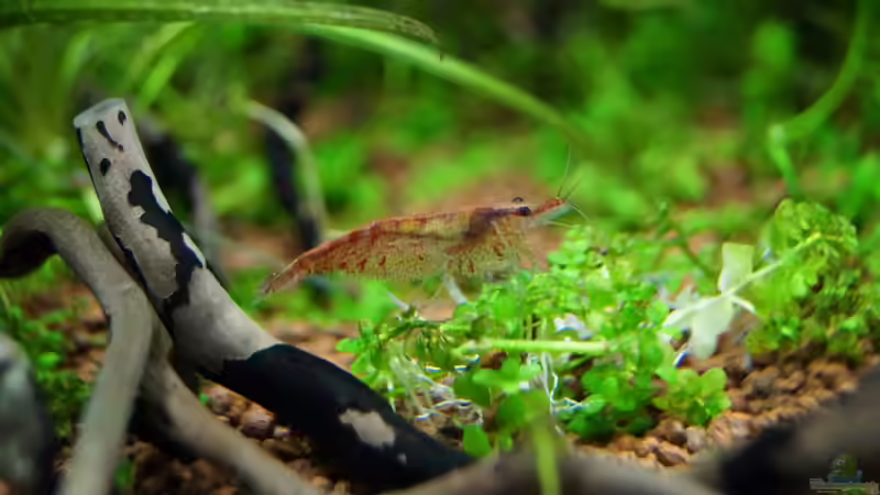 Besatz im Aquarium TEUTO canyon von Guido Seifert (42)