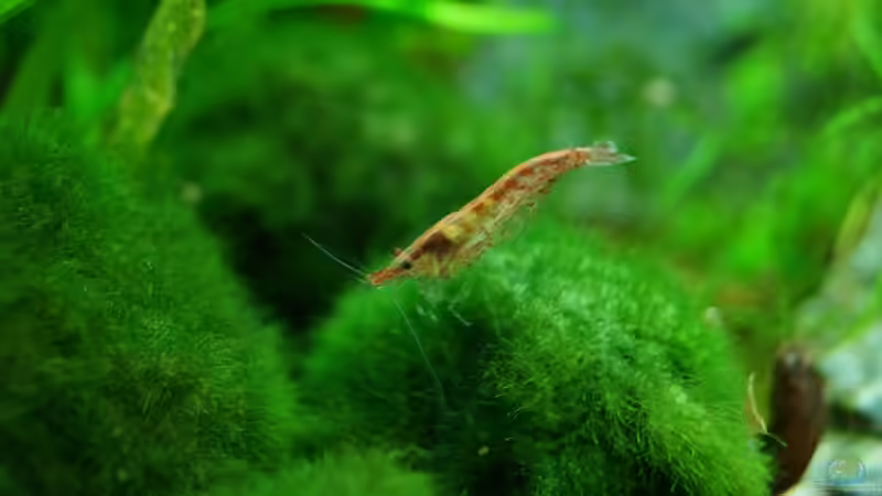 Besatz im Aquarium TEUTO canyon von Guido Seifert (43)