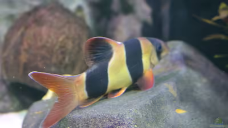 Besatz im Aquarium Thailändischer Bachlauf von Wabi (13)
