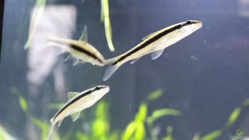 Besatz im Aquarium Thailändischer Bachlauf von Wabi (14)