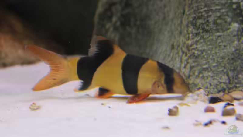 Besatz im Aquarium Thailändischer Bachlauf von Wabi (15)