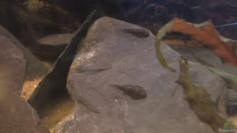 Besatz im Aquarium Thailändischer Bachlauf von Wabi (21)