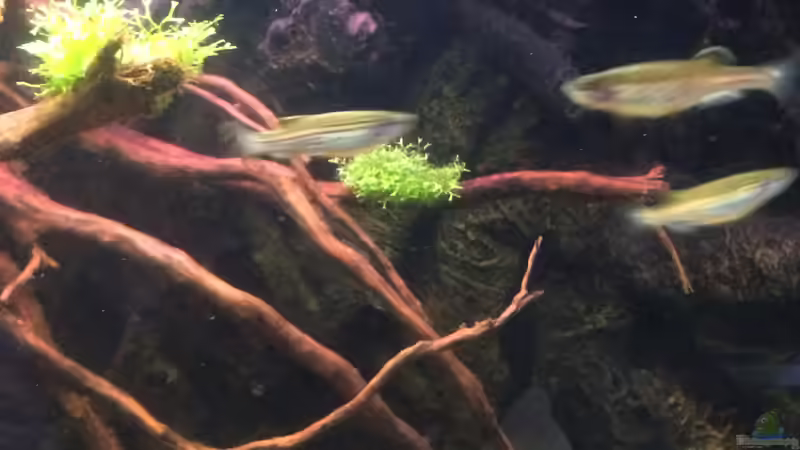 Besatz im Aquarium Thailändischer Bachlauf von Wabi (22)