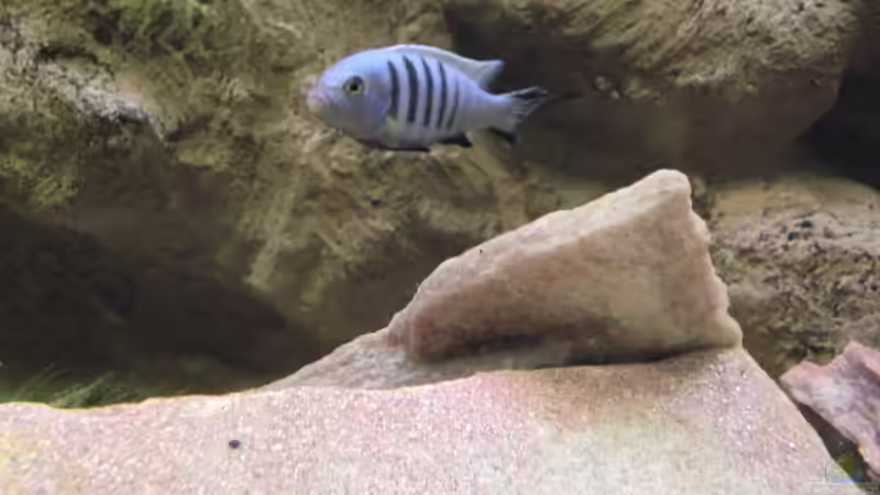 Besatz im Aquarium The beauty of Malawi von Harry Penner (28)