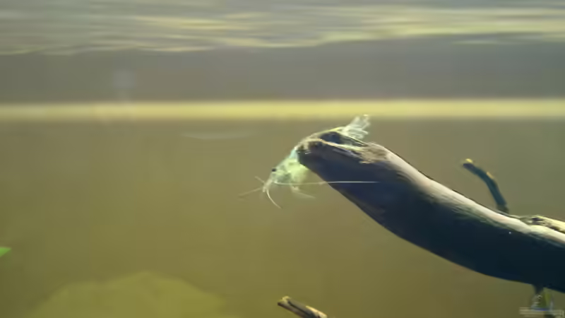 Besatz im Aquarium The Beginning AUFGELÖST von Koehler (21)