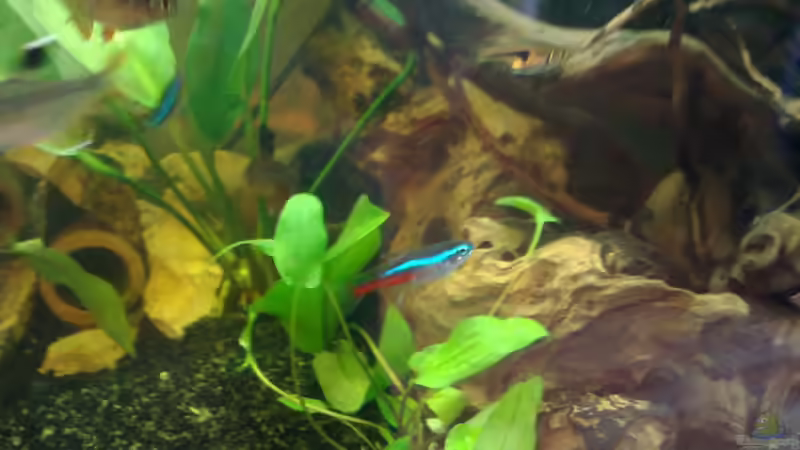 Besatz im Aquarium The Beginning AUFGELÖST von Koehler (23)