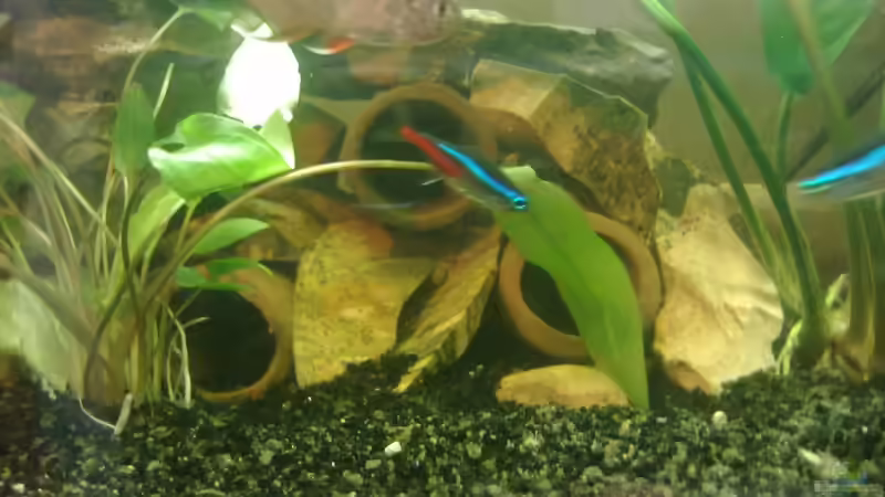 Besatz im Aquarium The Beginning AUFGELÖST von Koehler (25)