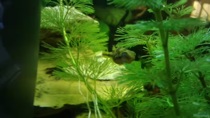 Besatz im Aquarium The Beginning AUFGELÖST von Koehler (28)