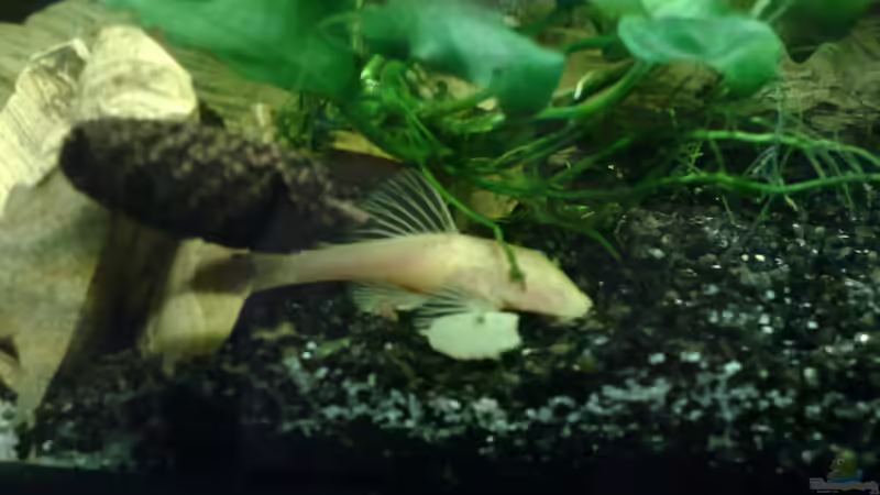 Besatz im Aquarium The Beginning AUFGELÖST von Koehler (29)