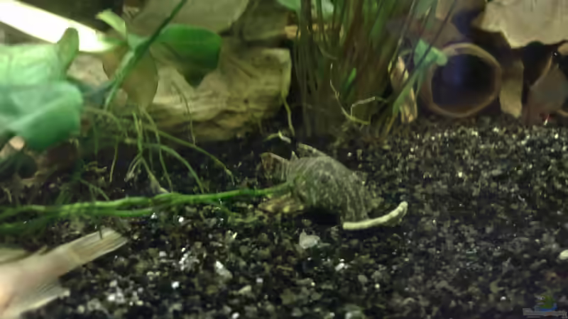 Besatz im Aquarium The Beginning AUFGELÖST von Koehler (30)