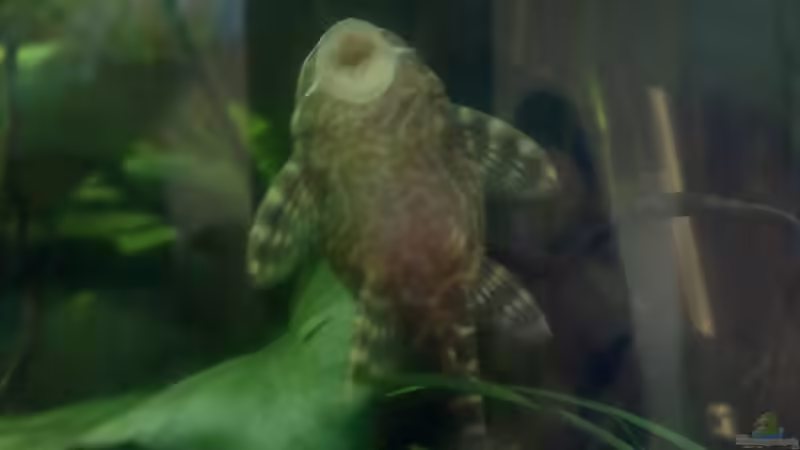 Besatz im Aquarium The Beginning AUFGELÖST von Koehler (32)