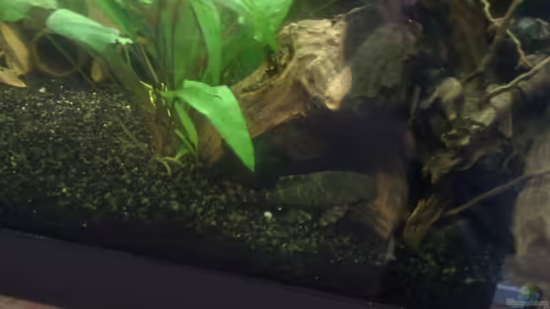 Besatz im Aquarium The Beginning AUFGELÖST von Koehler (33)