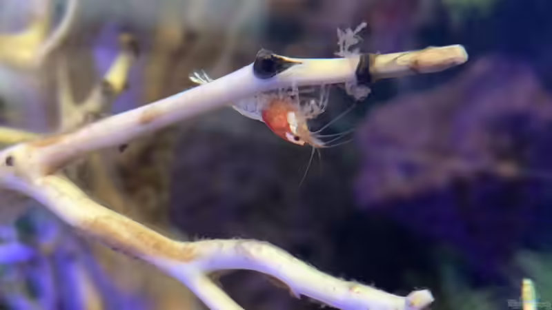 Besatz im Aquarium The Bridge von Matze3110 (16)