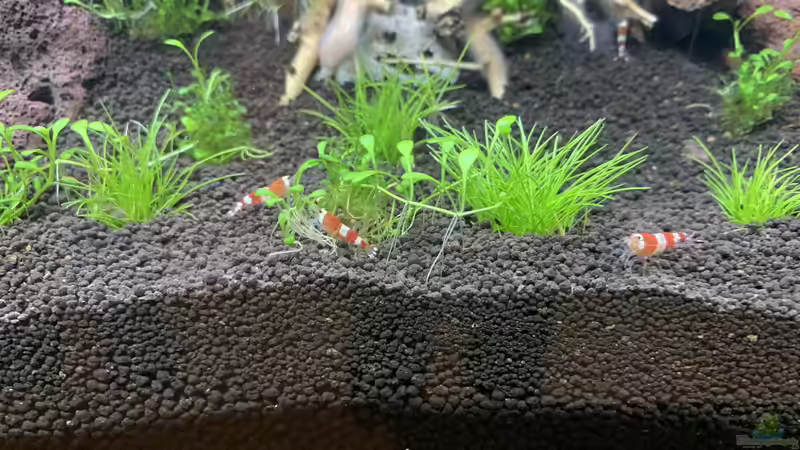 Besatz im Aquarium The Bridge von Matze3110 (17)