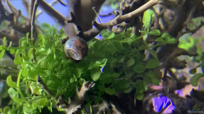 Besatz im Aquarium The Bridge von Matze3110 (19)