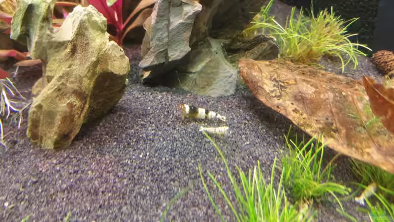 Besatz im Aquarium The Diy von Lucky3310 (29)