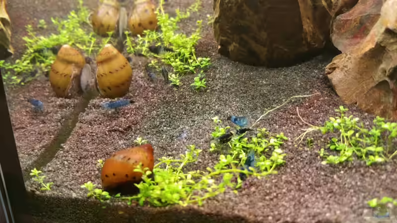 Besatz im Aquarium The Diy von Lucky3310 (31)