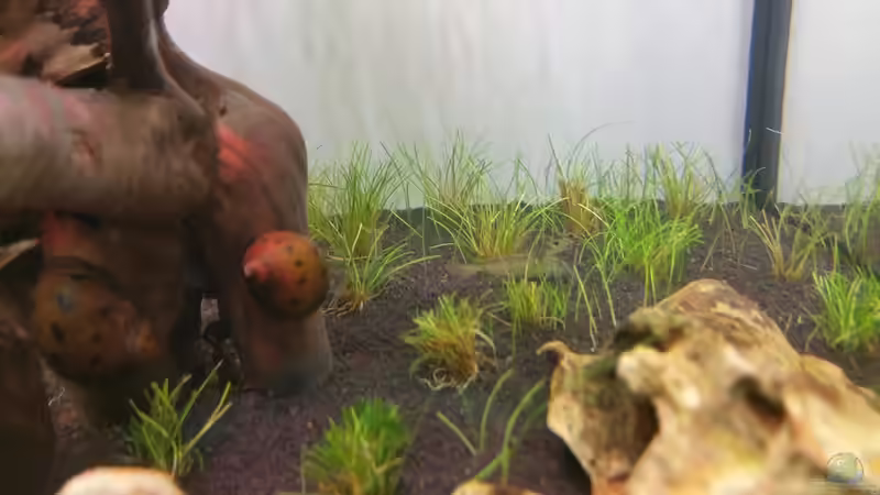 Besatz im Aquarium The Diy von Lucky3310 (32)