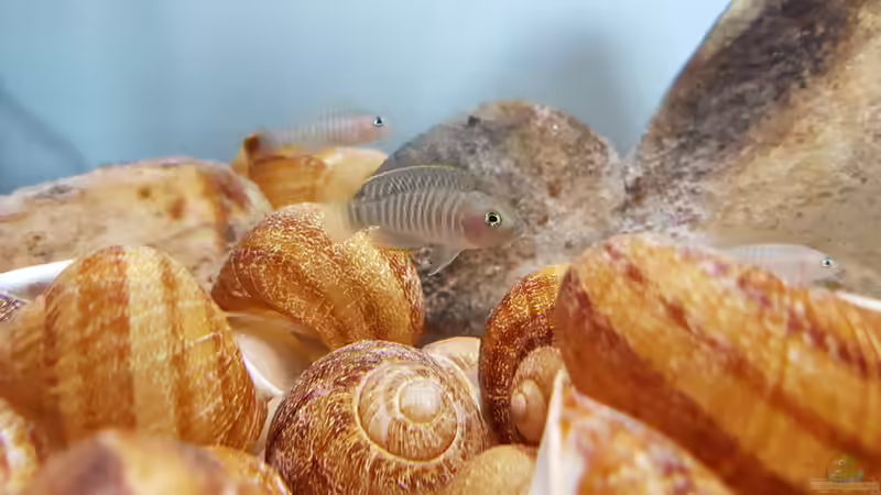 Besatz im Aquarium The dwarven kingdom von southheart (10)