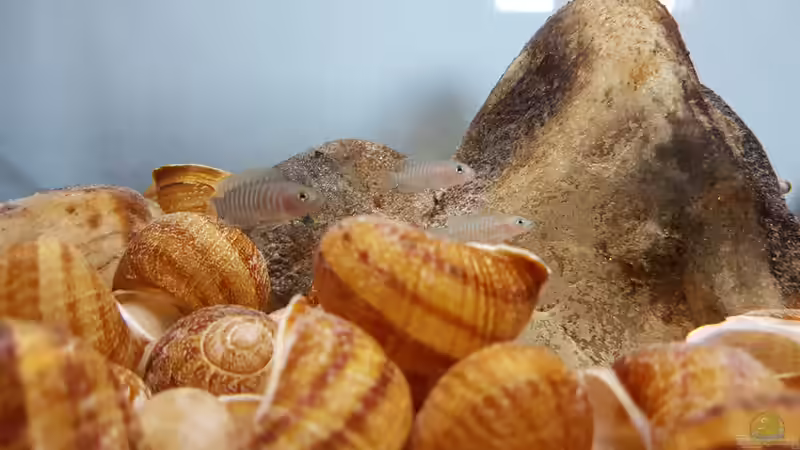 Besatz im Aquarium The dwarven kingdom von southheart (8)