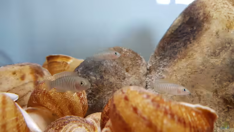 Besatz im Aquarium The dwarven kingdom von southheart (9)