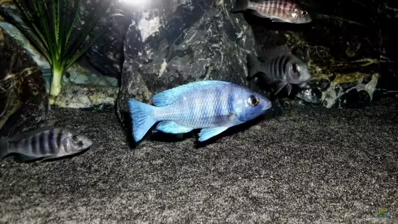 Besatz im Aquarium The Fortress von die Perle... (20)