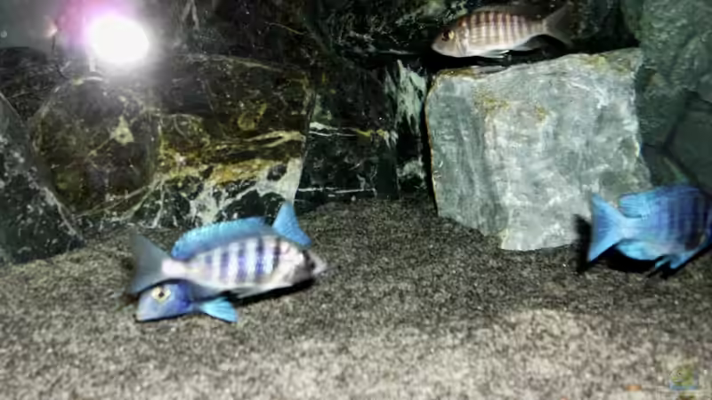 Besatz im Aquarium The Fortress von die Perle... (21)
