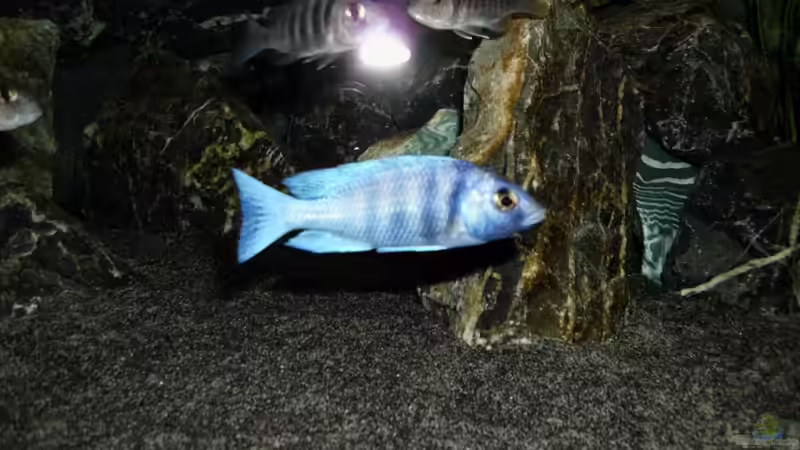 Besatz im Aquarium The Fortress von die Perle... (22)