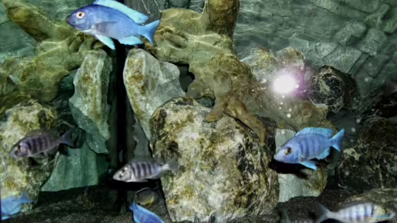 Besatz im Aquarium The Fortress von die Perle... (24)