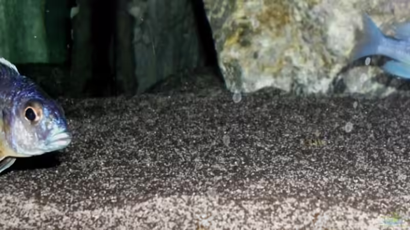 Besatz im Aquarium The Fortress von die Perle... (25)