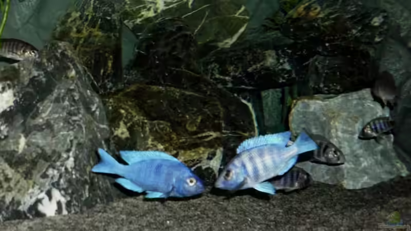 Besatz im Aquarium The Fortress von die Perle... (26)