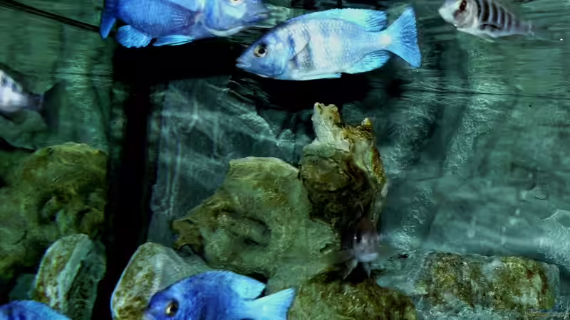 Besatz im Aquarium The Fortress von die Perle... (29)