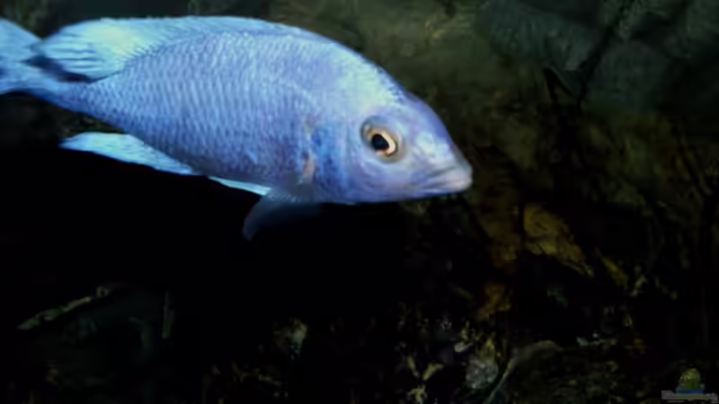 Besatz im Aquarium The Fortress von die Perle... (30)