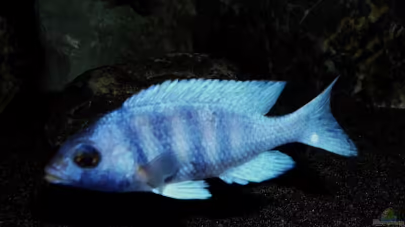 Besatz im Aquarium The Fortress von die Perle... (31)