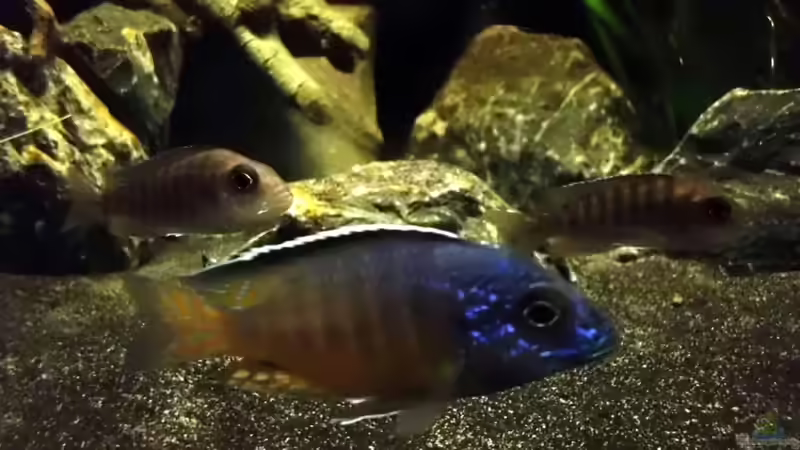 Besatz im Aquarium The Fortress von die Perle... (34)