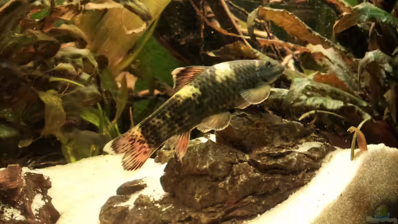 Besatz im Aquarium The Gift von Faxe (19)