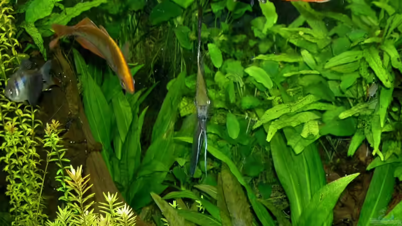 Besatz im Aquarium The Green 2 meters von Blauaugen (10)