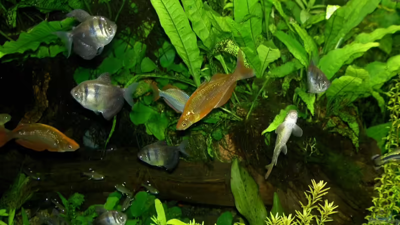 Besatz im Aquarium The Green 2 meters von Blauaugen (11)