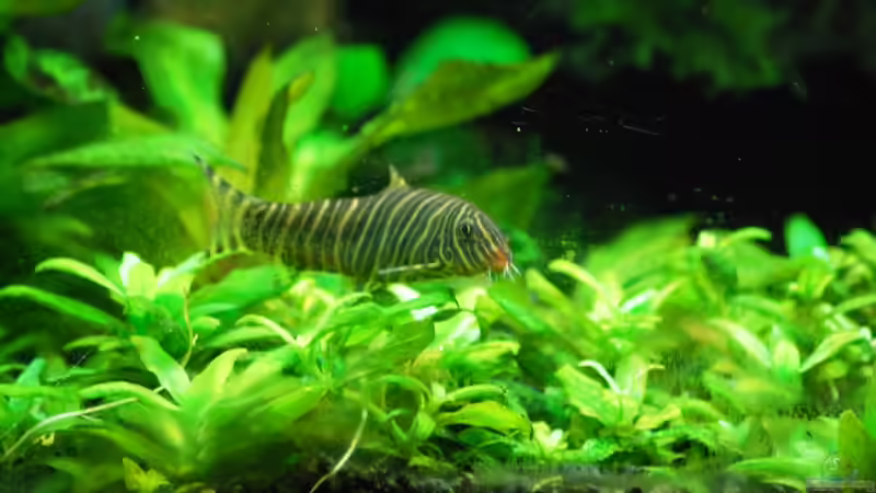 Besatz im Aquarium The green culture von Michael Seraph (30)