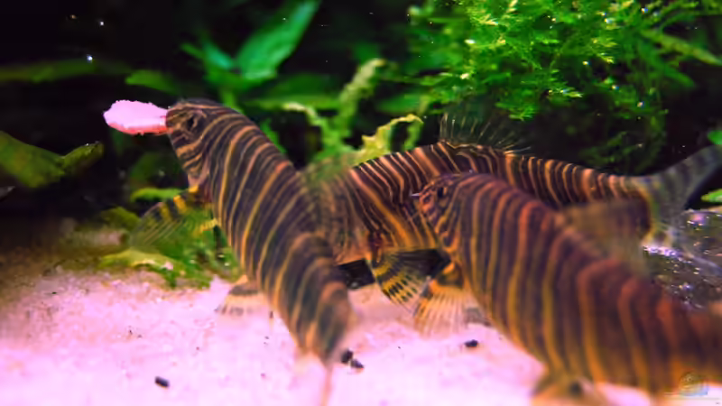 Besatz im Aquarium The green culture von Michael Seraph (35)