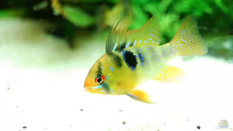 Besatz im Aquarium The green culture von Michael Seraph (36)