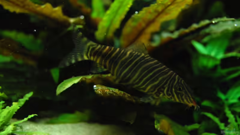 Besatz im Aquarium The green culture von Michael Seraph (37)