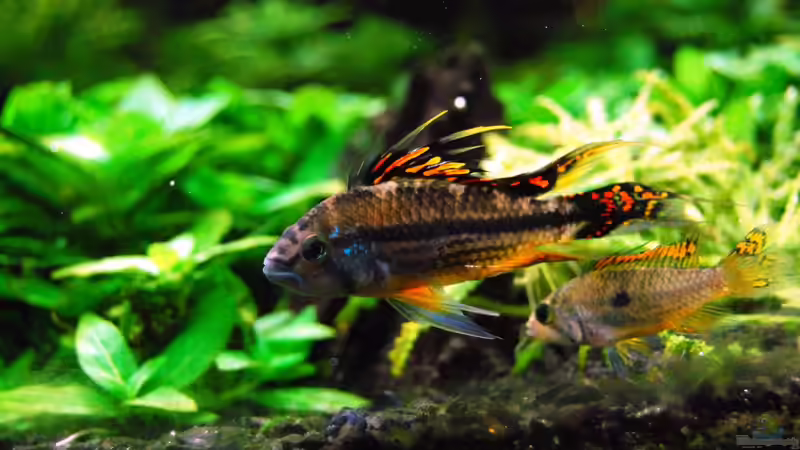 Besatz im Aquarium The green culture von Michael Seraph (38)