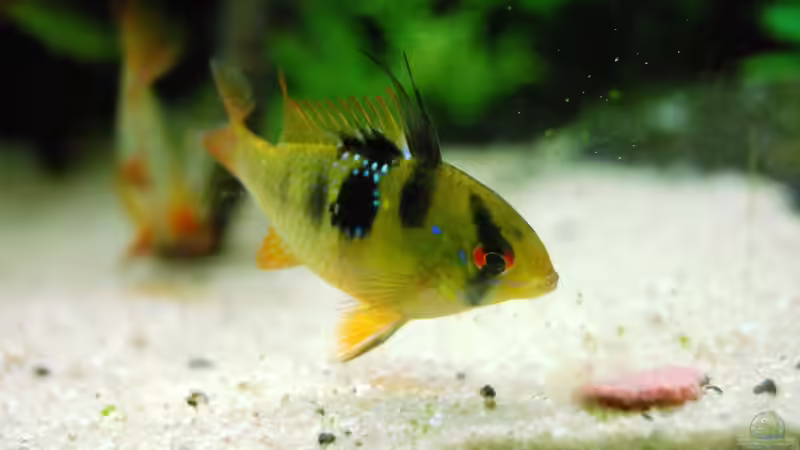 Besatz im Aquarium The green culture von Michael Seraph (40)