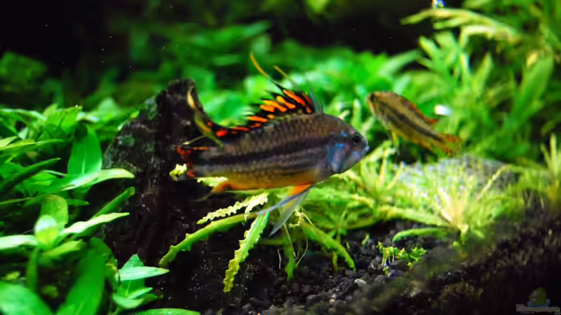 Besatz im Aquarium The green culture von Michael Seraph (41)